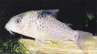 Corydoras sp. C54